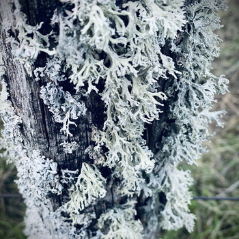 Balade à Toul 082020