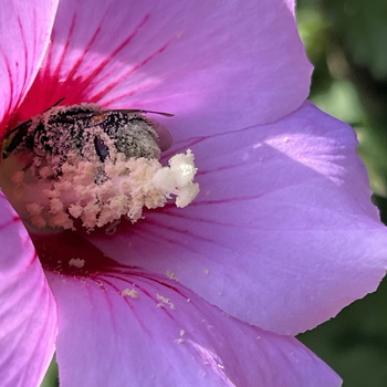 La Butineuse - 082023